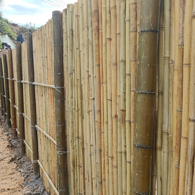 Natural Tonkin Bamboo Pole Bamboo Privacy Fence For Garden 240 CM High