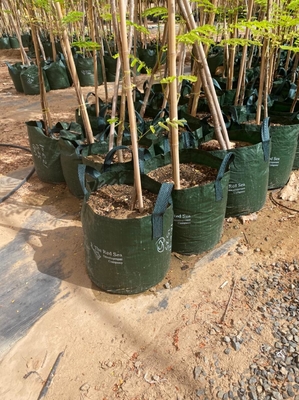 Garden Fence Home Decoration Raw Bamboo Poles Tonkin Solid Bamboo Poles