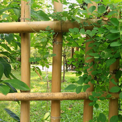 Customized Dry Straight Outdoor Big Moso Bamboo Poles 60cm To 595cm Natural Color