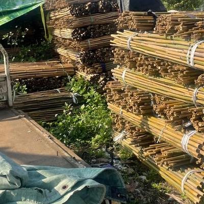 Raw Bamboo Pole 100% Natural for Gardening Construction and Decoration Top Quality Bamboo Canes/Stakes