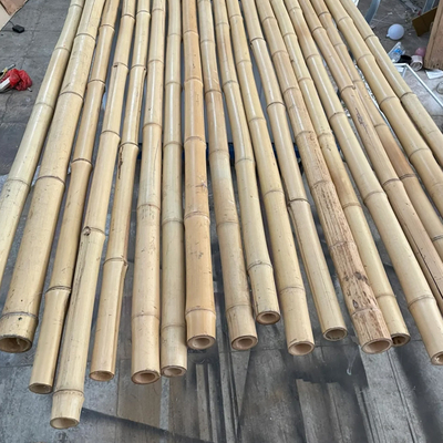 100% Natural Yellow Bamboo Pole 90cm To 595cm Plant Garden Stakes