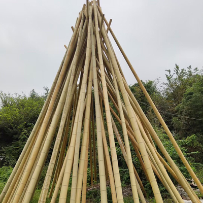 100% Natural Yellow Bamboo Pole 90cm To 595cm Plant Garden Stakes