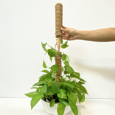 Plant Support Coconut Coir Stick Sturdy Climbing Pole for Vines